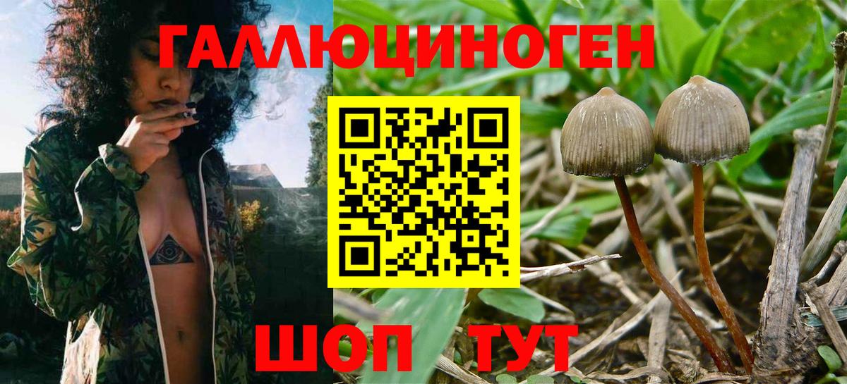 купить   Вход с VPN  Учалы  Псилоцибиновые грибы GOLDEN TEACHER 